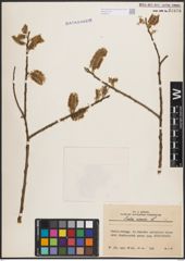 Foto von Salix cinerea L.